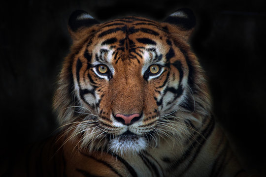 Panthera tigris